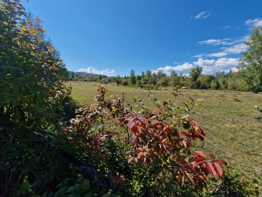 Buy the village "Quiet Harbor" by the Oskol River land plots of the Altai Mountains